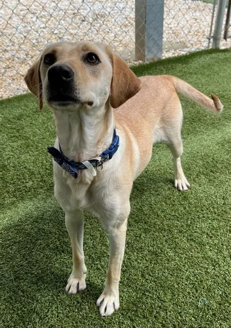 A young large-sized female Labrador Retriever dog named Lacey for adoption in Newton, NC