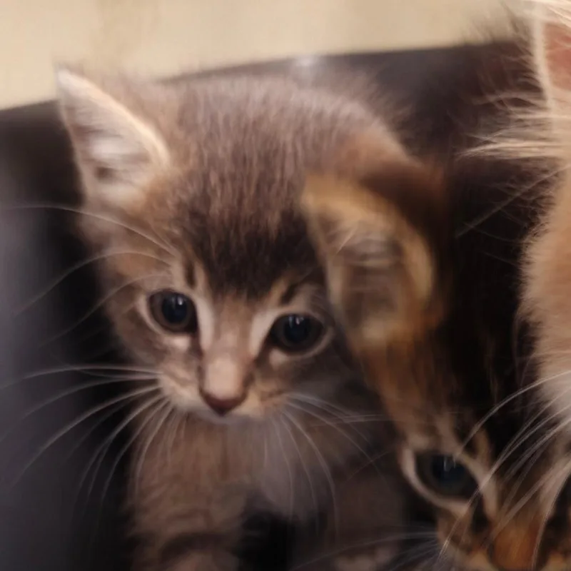 A baby small-sized male Brown / Chocolate Domestic Short Hair cat named Crawfish for adoption in Auburn, AL