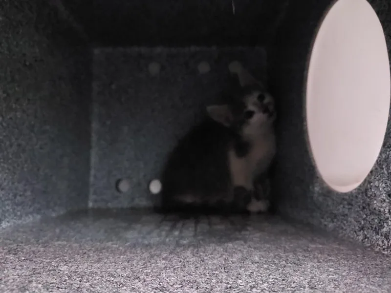 A baby medium-sized male Domestic Short Hair cat named Oscar for adoption in Mocksville, NC