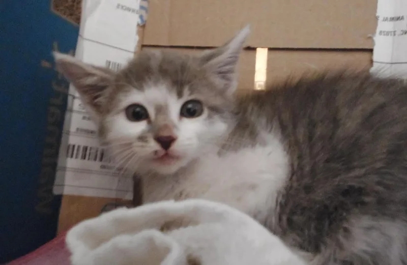 Oscar thumbnail 2