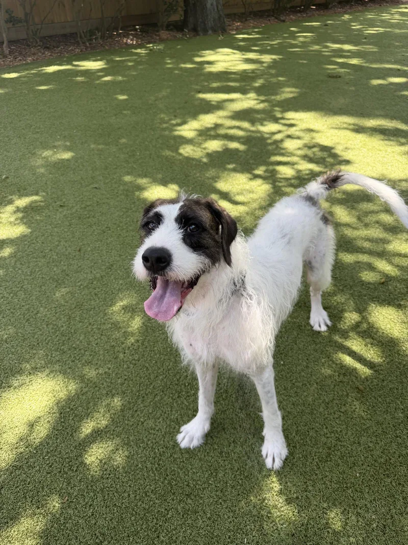 An adult large-sized female Irish Terrier dog named Karabeth for adoption in Hilton Head Island, SC