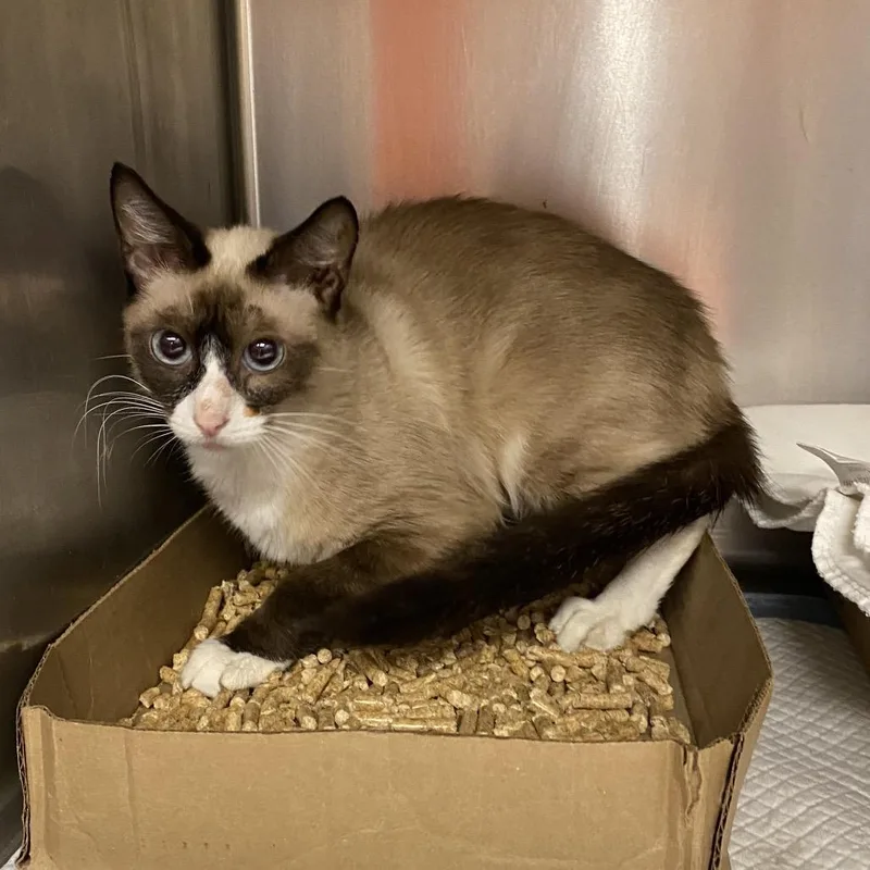 An adult medium-sized female Seal Point Siamese cat named Rhythm for adoption in Westminster, CA