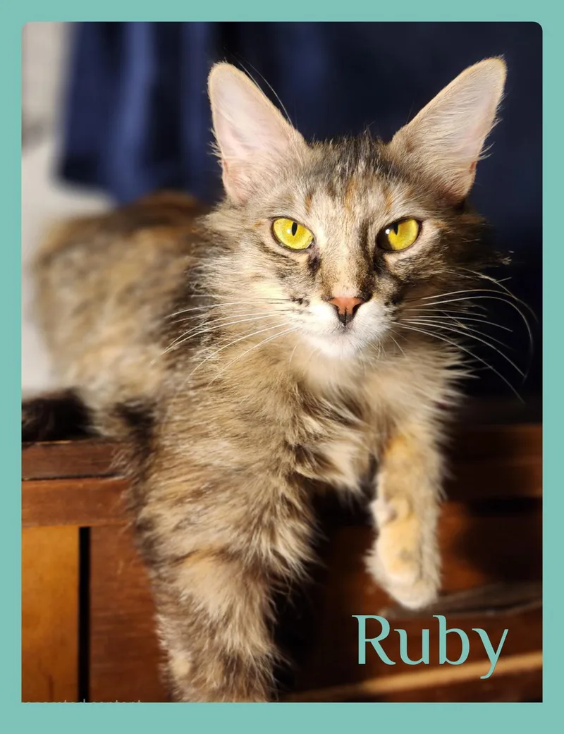 A young medium-sized female Calico Tabby cat named Ruby for adoption in Lawton, OK