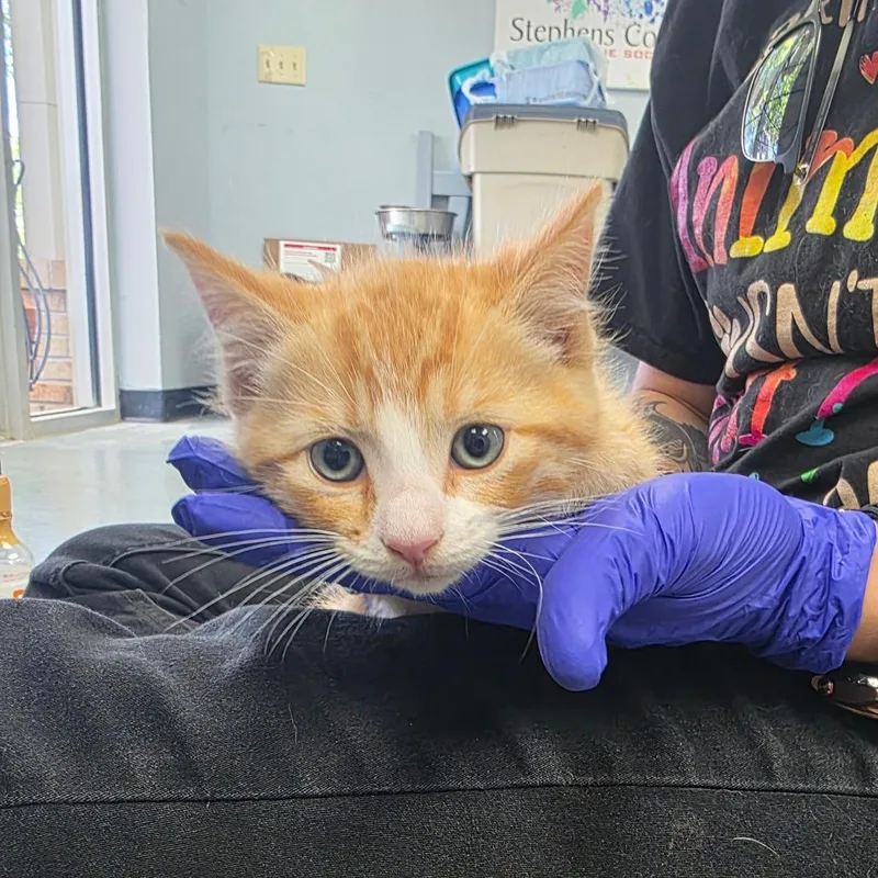 A baby small-sized male Orange / Red Domestic Short Hair cat named Crinkle for adoption in Duncan, OK