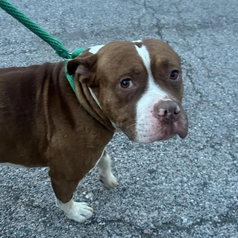 An adult large-sized male Brown / Chocolate Mixed Breed dog named Homer for adoption in Philadelphia, PA