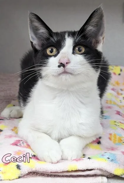 A baby small-sized male Domestic Short Hair cat named Cecil for adoption in Mason, MI