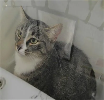 A young small-sized female Domestic Short Hair cat named Whiskers for adoption in Albuquerque, NM