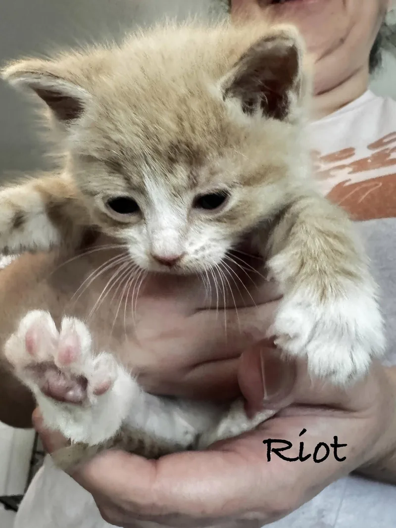 A baby medium-sized male Orange & White Domestic Short Hair cat named Riot for adoption in Seal Beach, CA