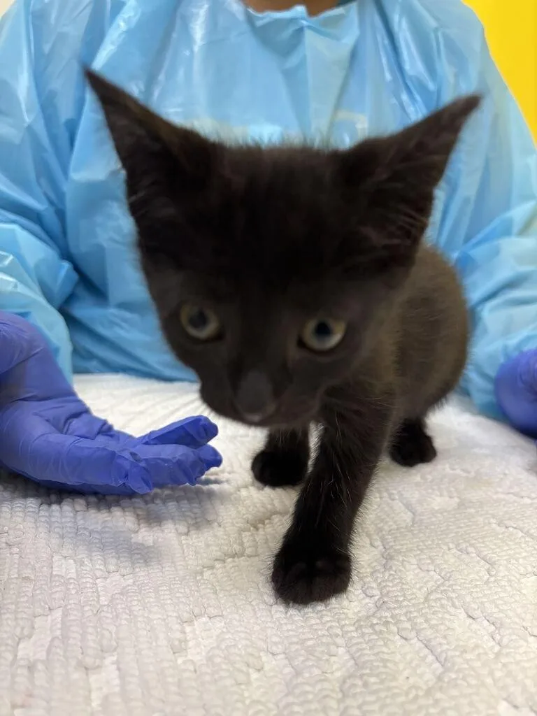 A baby small-sized male Black Domestic Short Hair cat named Goomba for adoption in Raleigh, NC
