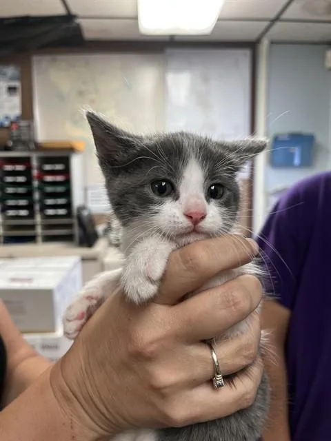 A baby small-sized female Domestic Short Hair cat named Layla for adoption in Stockton, CA