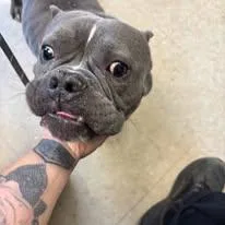 A young medium-sized male Gray / Blue / Silver American Bully dog named Rodney for adoption in Cranston, RI