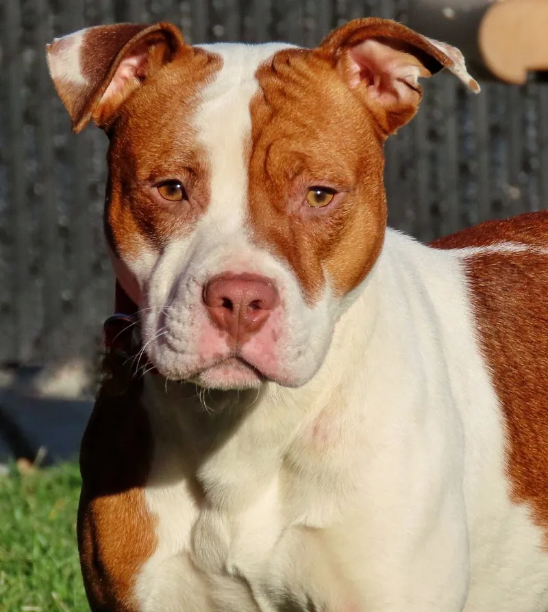 An adult large-sized male Brown / Chocolate Pit Bull Terrier dog named Taylor for adoption in Amityville, NY