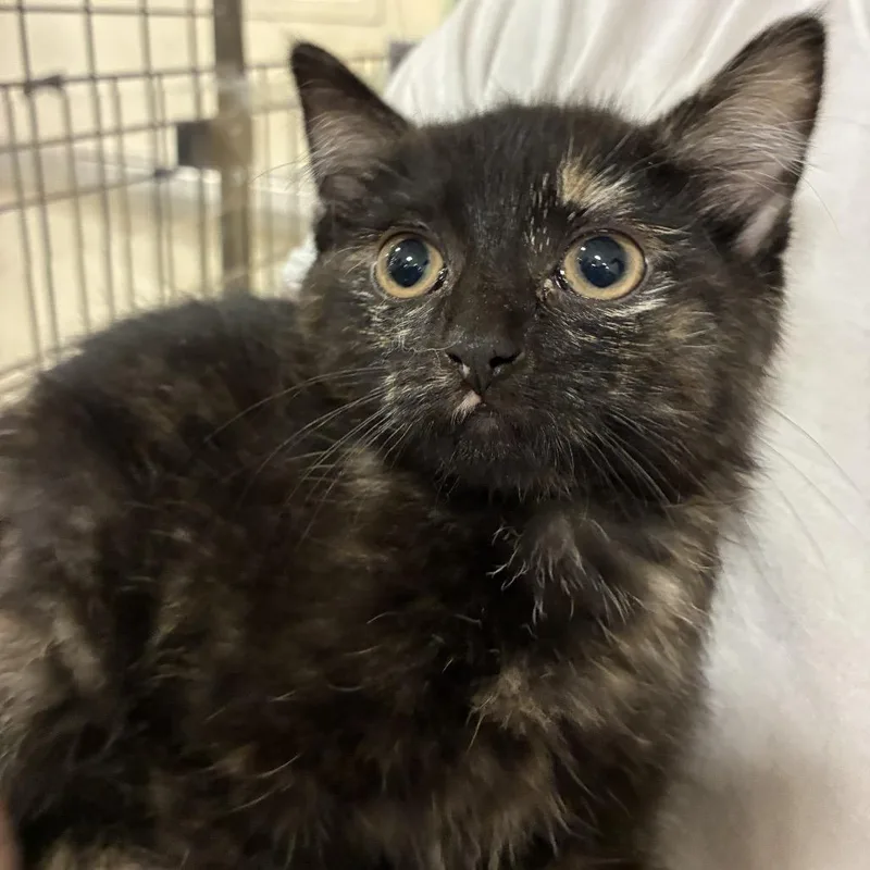 A baby small-sized female Tortoiseshell Domestic Short Hair cat named Natasha for adoption in Wilmington, DE