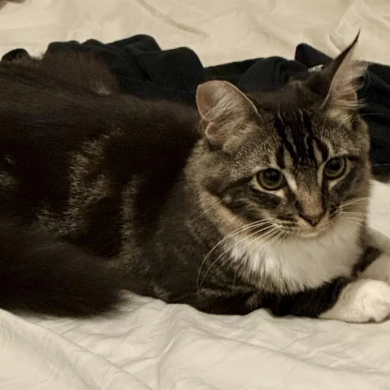 Prudence thumbnail 2