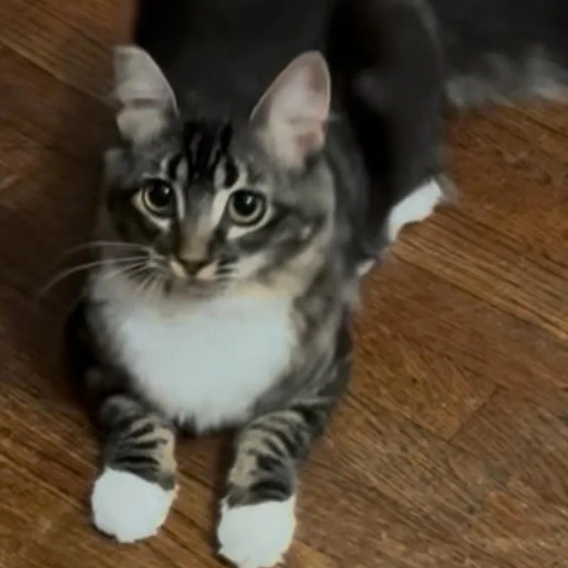 Prudence thumbnail 3