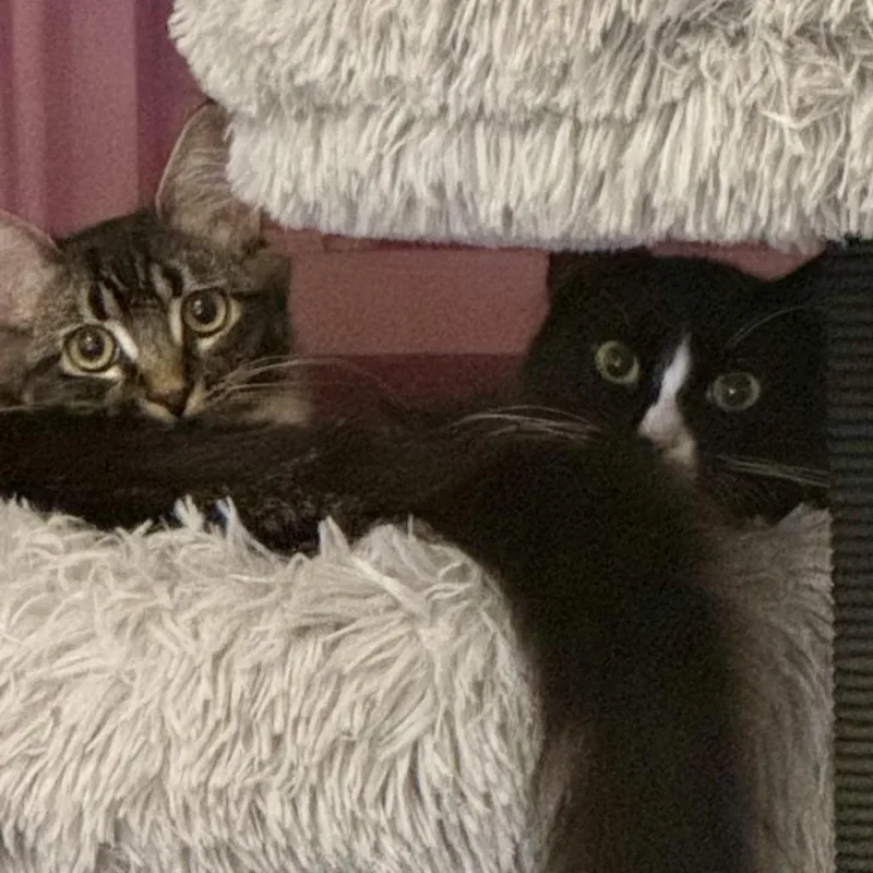 Prudence thumbnail 4