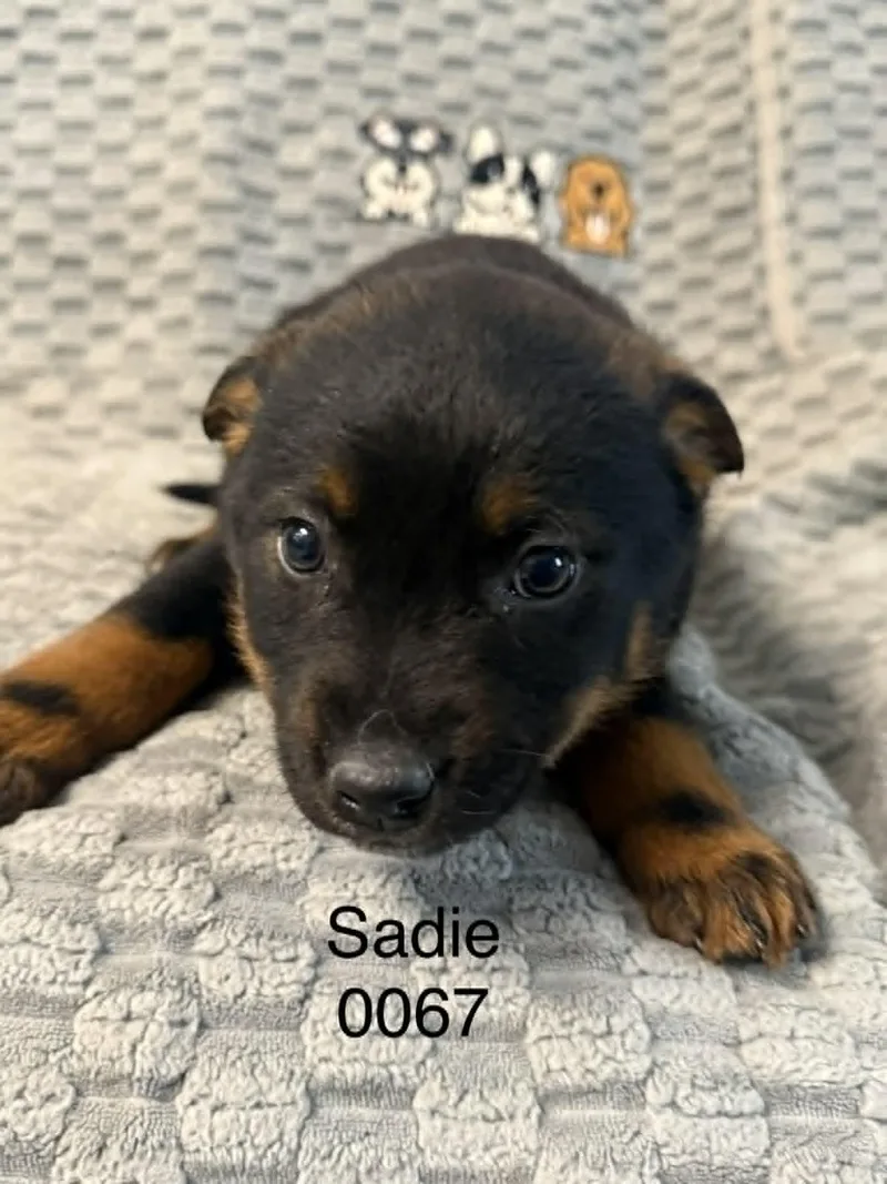 Sadie
