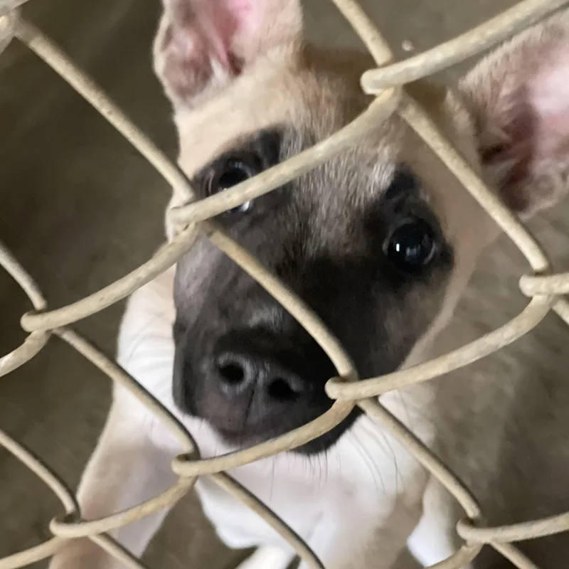 A baby medium-sized female Yellow / Tan / Blond / Fawn Mixed Breed dog named Melba for adoption in Lacon, IL