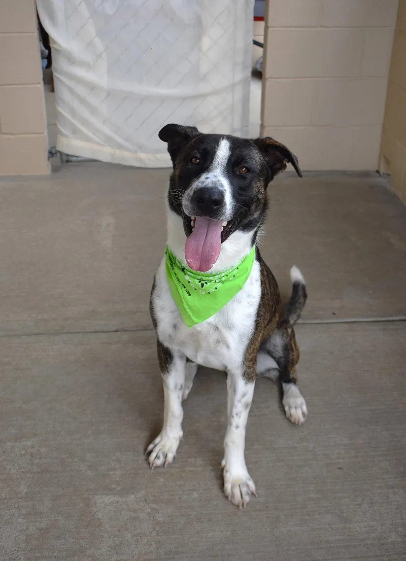 A young large-sized male Boxer dog named Freckle Beast for adoption in McKinney, TX