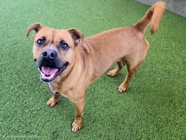 A young medium-sized male Boxer dog named Zeus for adoption in Van Nuys, CA