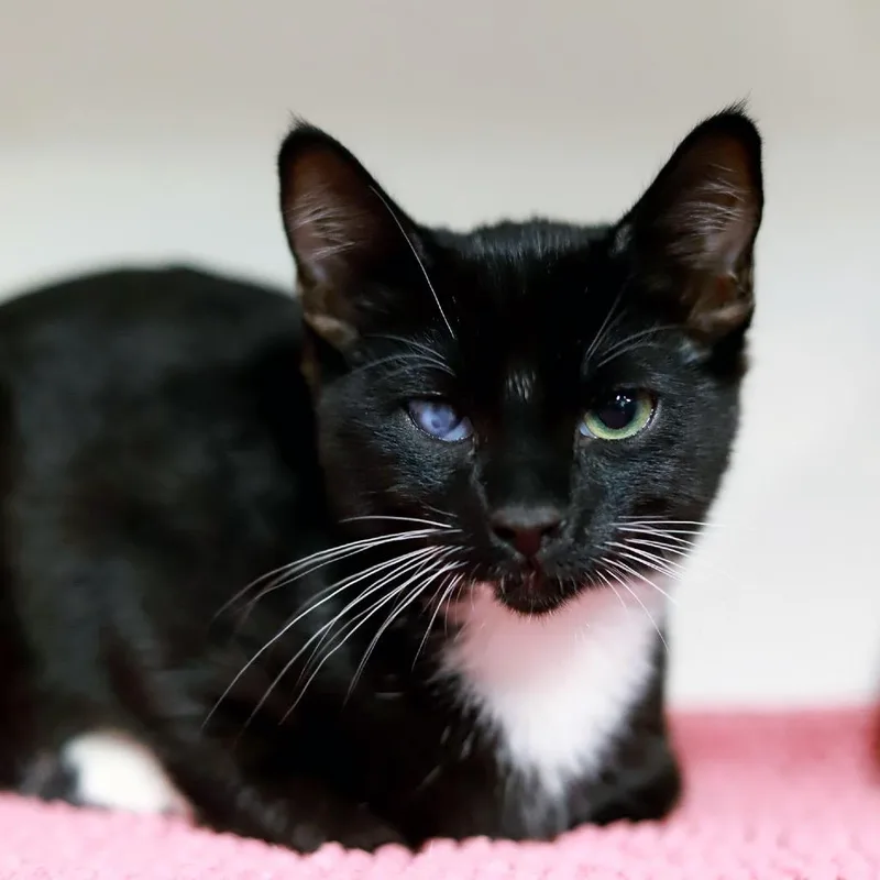 A baby small-sized male Black Domestic Short Hair cat named Asher for adoption in Los Angeles, CA