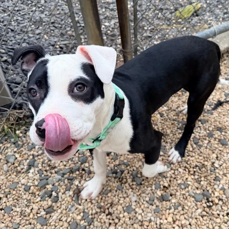 A young medium-sized male Black Mixed Breed dog named Beau for adoption in Weimar, CA