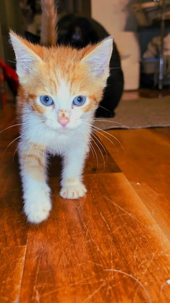A young small-sized male Orange & White Domestic Short Hair cat named Alfalfa for adoption in Pacifica, CA