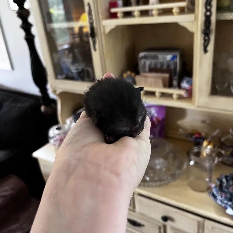 Boysenberry thumbnail 3