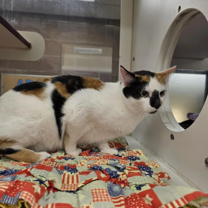 A young medium-sized female White Domestic Short Hair cat named Pixel for adoption in Cheyenne, WY