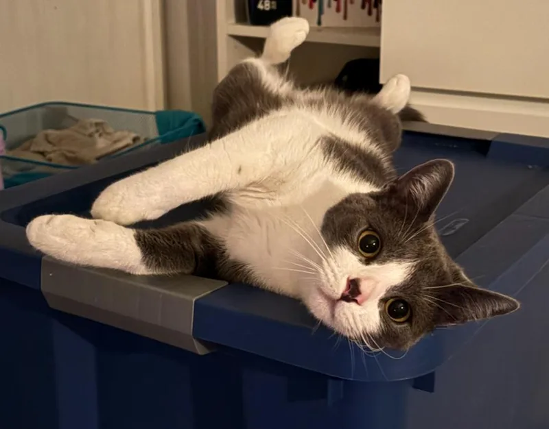 A young medium-sized male Domestic Short Hair cat named Georgie for adoption in La Canada, CA