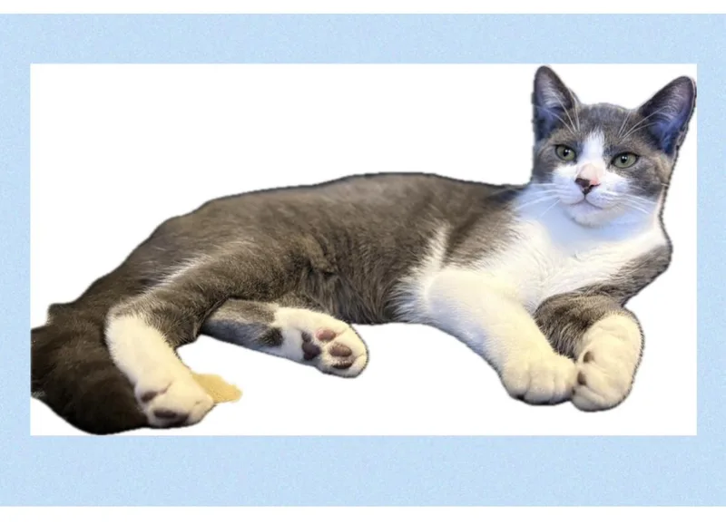 Georgie thumbnail 3