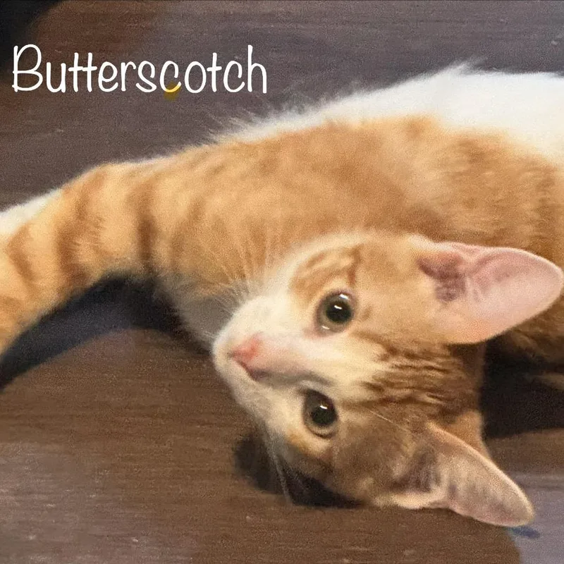 Butterscotch