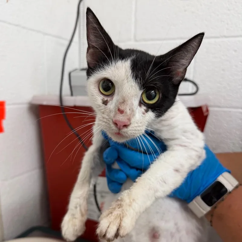 An adult small-sized female White Domestic Short Hair cat named Gwen for adoption in Edinburg, TX