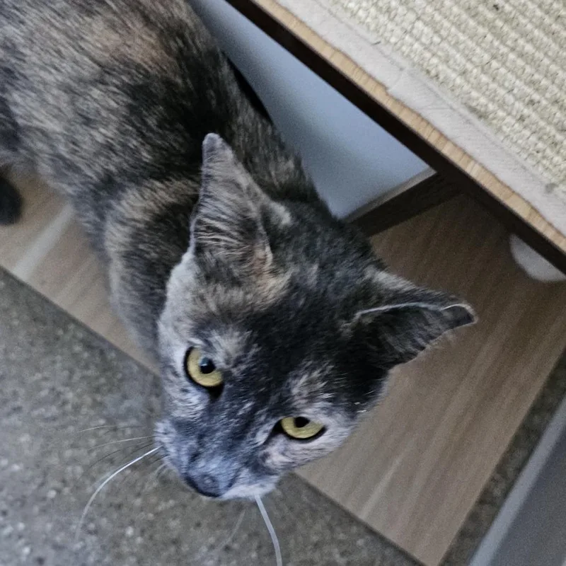 An adult medium-sized female Tortoiseshell Domestic Short Hair cat named Elberta for adoption in Skokie, IL