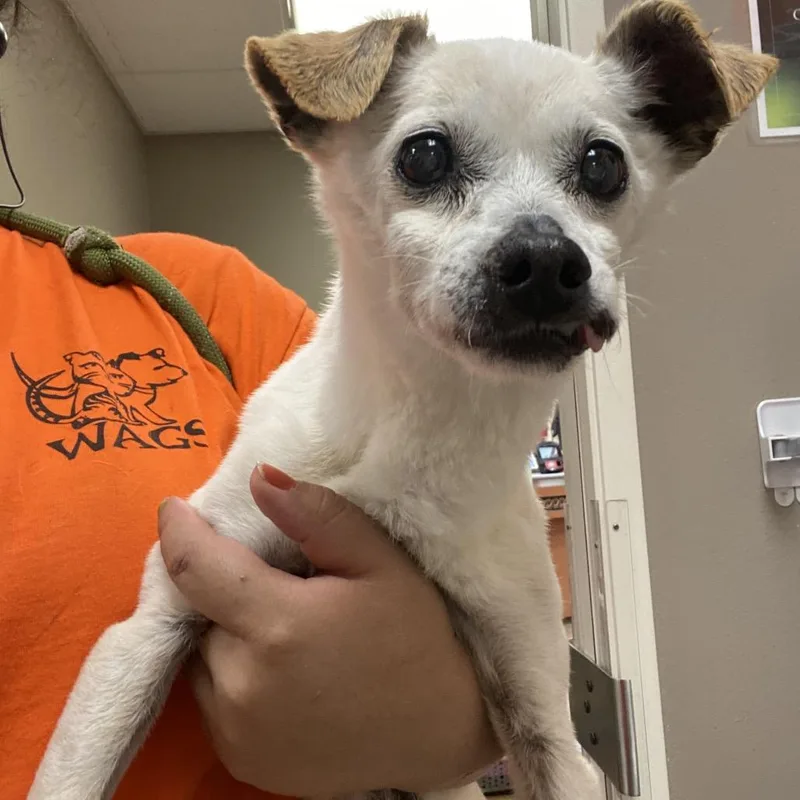 A senior small-sized male White / Cream Chihuahua dog named Wagsstray for adoption in Westminster, CA