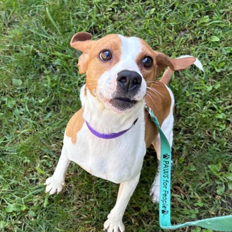 An adult medium-sized male Beagle dog named Mikey for adoption in Voorhees, NJ
