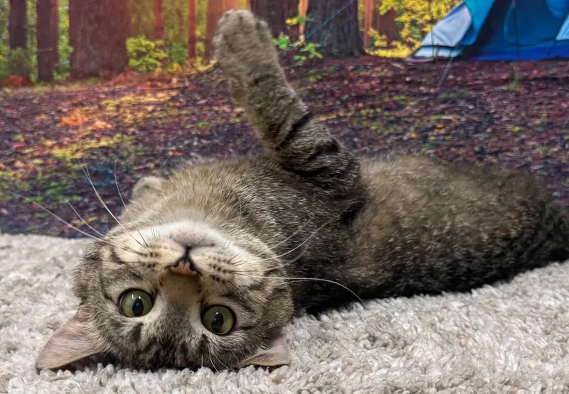 An adult medium-sized male Tabby (Brown / Chocolate) Domestic Short Hair cat named Keanu for adoption in Amery, WI