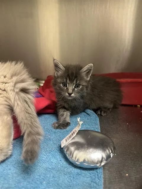 A baby small-sized male Domestic Short Hair cat named Nimbus for adoption in West Valley City, UT