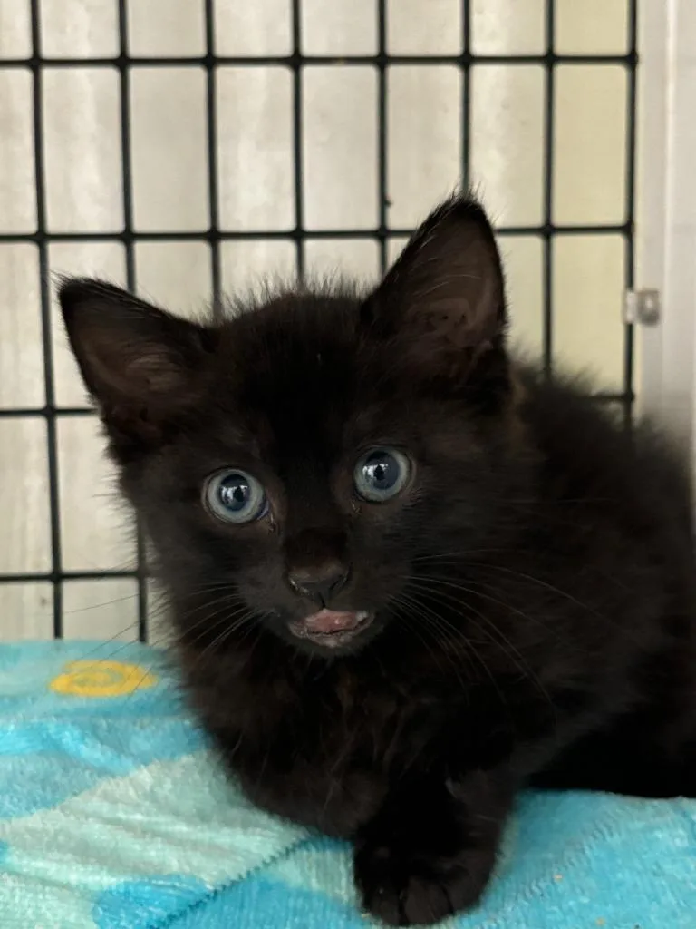 A baby medium-sized male Domestic Short Hair cat named Phoenix for adoption in Luling, TX