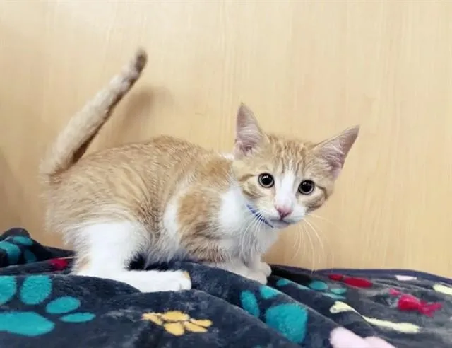 A baby small-sized male Domestic Short Hair cat named Snap for adoption in Saint Louis, MO
