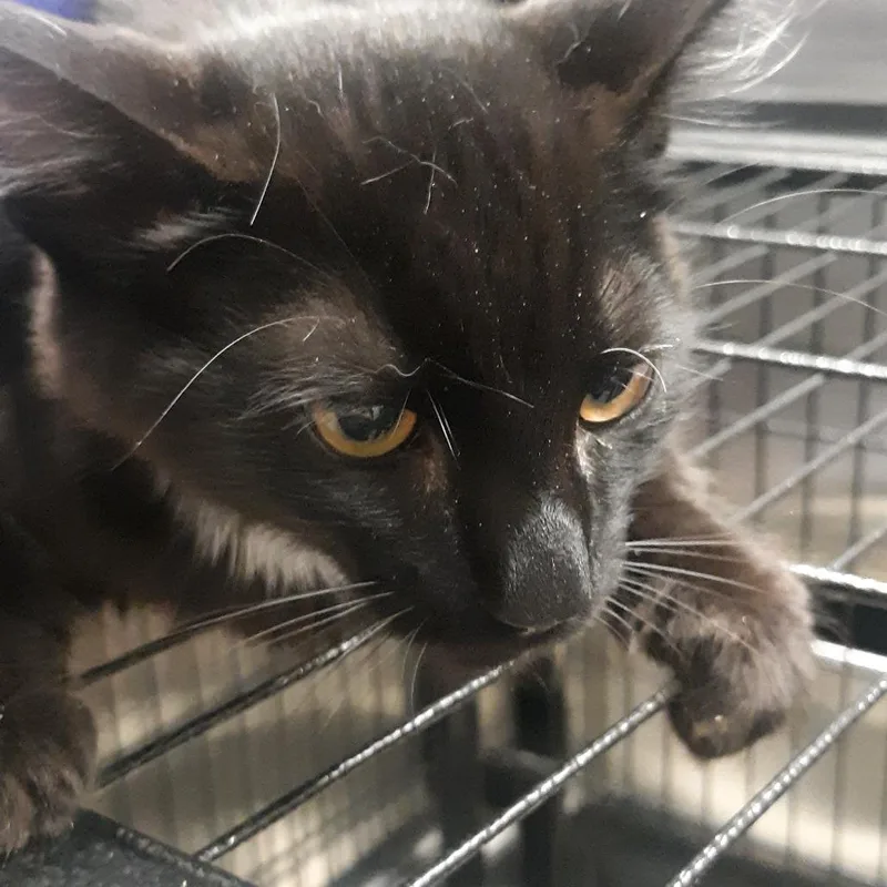 A baby medium-sized male Black Domestic Short Hair cat named Lyng for adoption in Spokane, WA