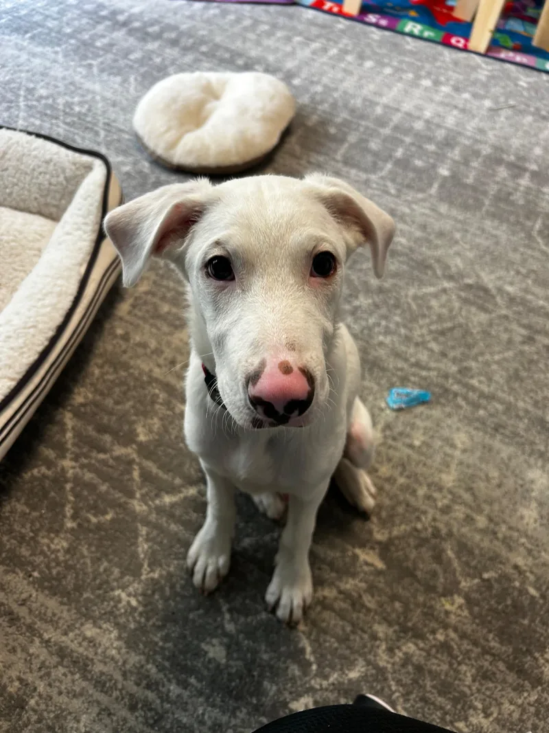 A baby medium-sized male White / Cream Labrador Retriever dog named Cano for adoption in New York, NY