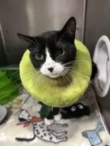 An adult medium-sized female Black & White / Tuxedo Domestic Short Hair cat named Ernie for adoption in Manitowoc, WI