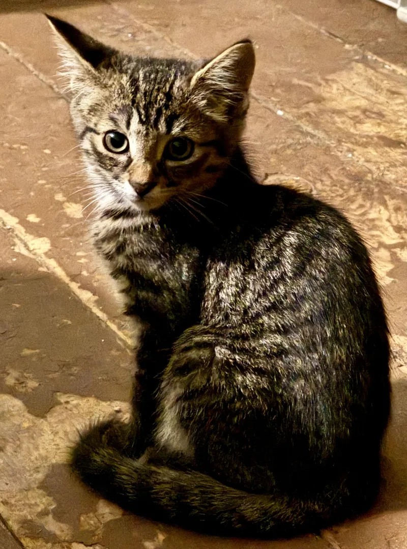A baby medium-sized male Domestic Short Hair cat named Sunny & Shadow for adoption in Ontario, NY