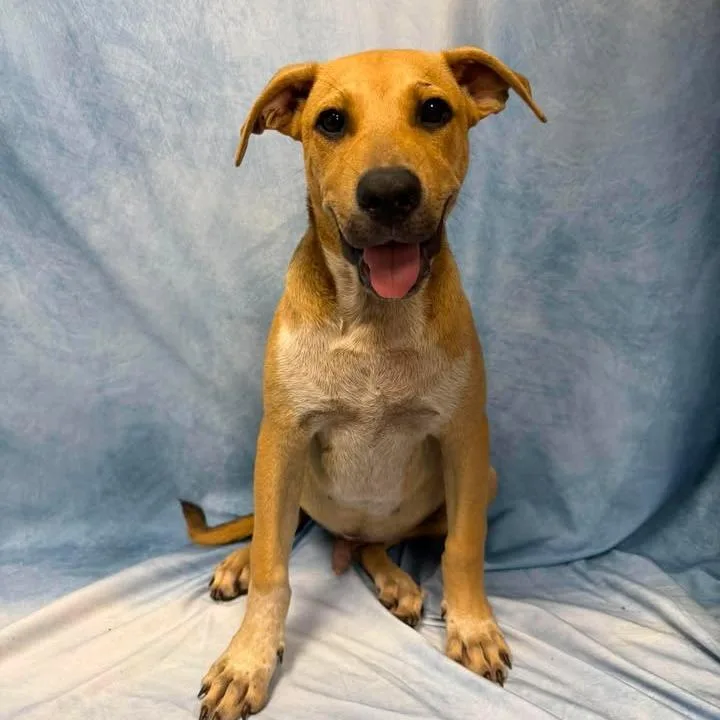 A baby small-sized male Yellow / Tan / Blond / Fawn Mixed Breed dog named Flynn for adoption in Buchanan Dam, TX