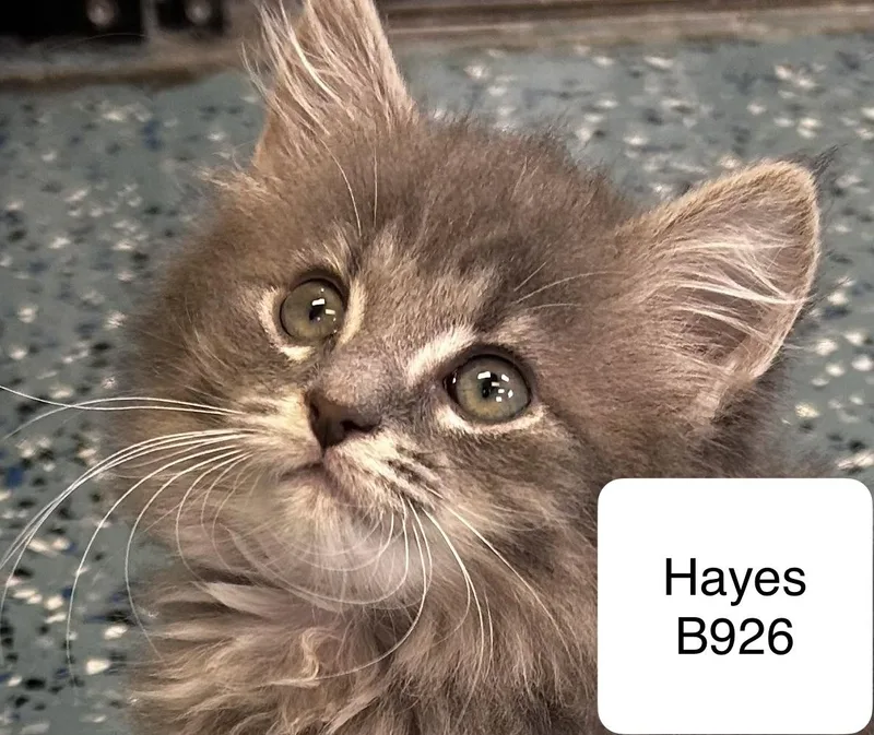 A baby medium-sized male Tabby (Gray / Blue / Silver) Domestic Long Hair cat named Hayes for adoption in Morganton, NC