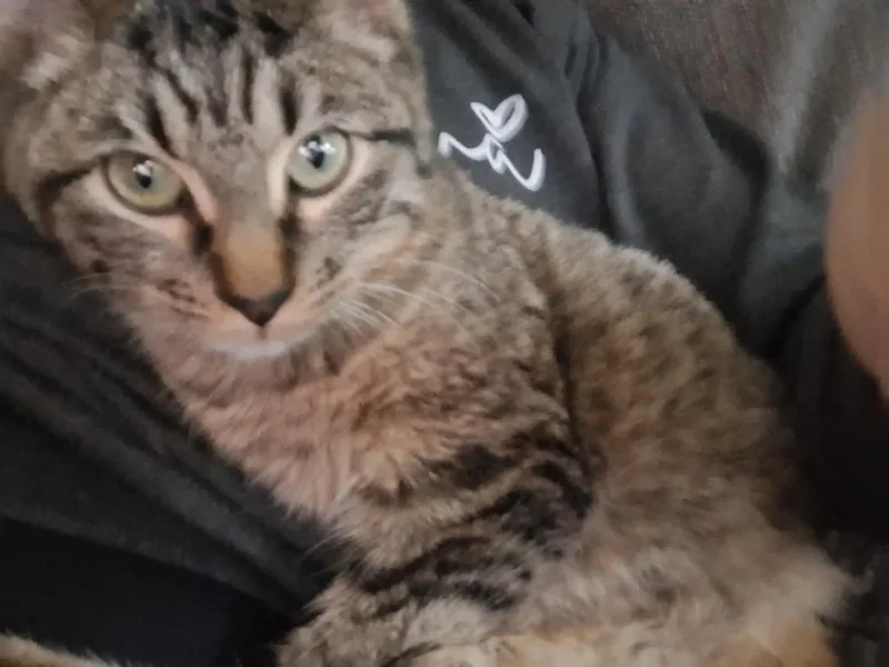 A baby small-sized male Domestic Medium Hair cat named Hopscotch for adoption in Dallas, TX