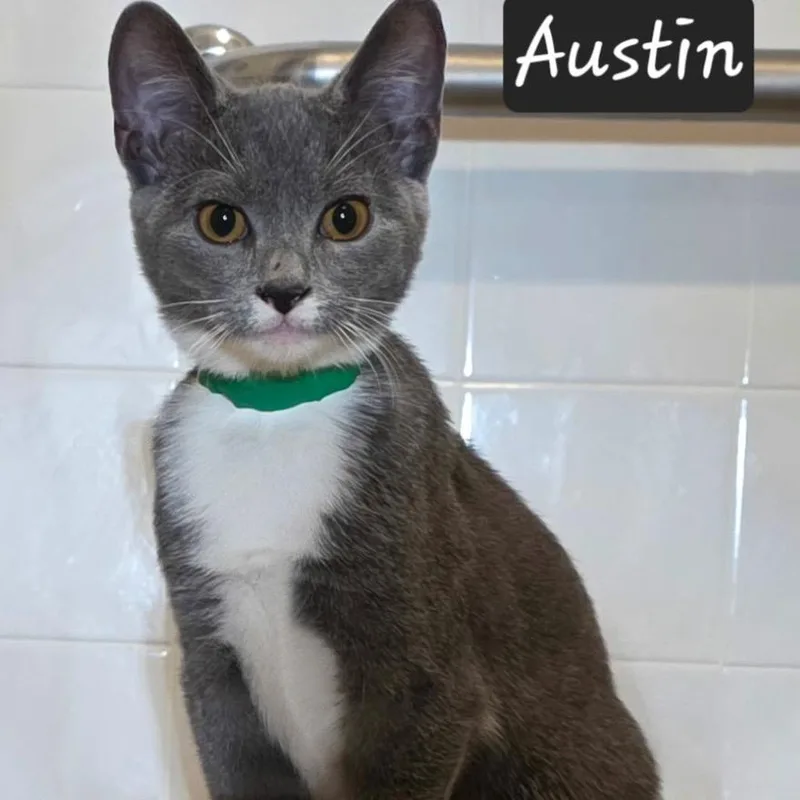 A baby small-sized female Gray / Blue / Silver Domestic Short Hair cat named Austin for adoption in Waldorf, MD