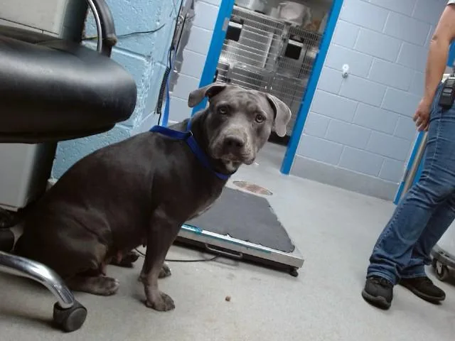 A young medium-sized female Pit Bull Terrier dog named Sassy for adoption in Albuquerque, NM