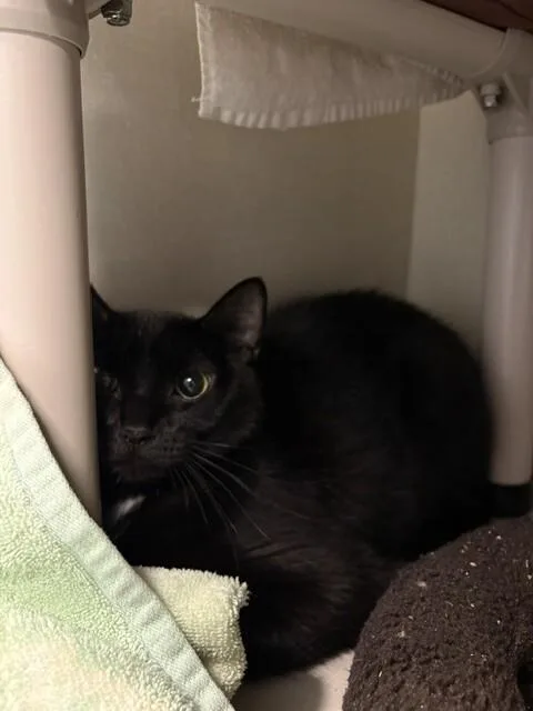 An adult medium-sized female Black Domestic Short Hair cat named Araina for adoption in Fort Collins, CO